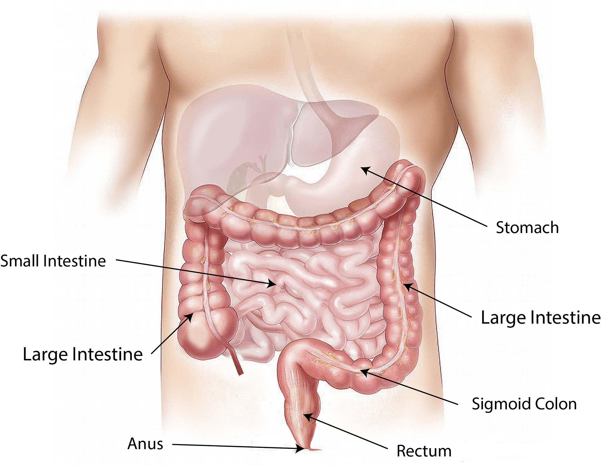 ultrazvuk abdomena zagreb